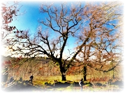 Trilho Quercus robur (PR9 - Vouzela)
