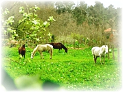 Rota do Feto (PR2 - VISEU)